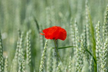 a single red poppy flower in a green ear field