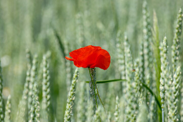 a single red poppy flower in a green ear field