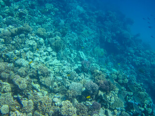 Naklejka na ściany i meble Marine inhabitants of a coral reef in the Red Sea