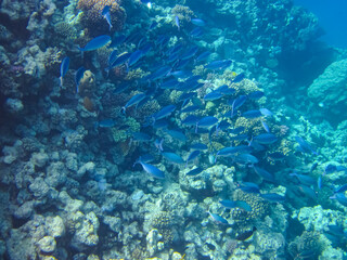 Naklejka na ściany i meble Marine inhabitants of a coral reef in the Red Sea
