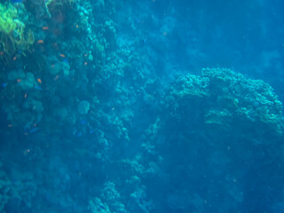 Fototapeta na wymiar Marine inhabitants of a coral reef in the Red Sea