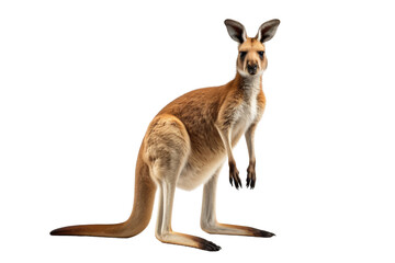 Fototapeta premium Kangaroo Standing on Hind Legs. A kangaroo is standing upright on its hind legs in a grassy field.