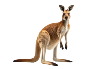 Foto auf Acrylglas Kangaroo Standing on Hind Legs. A kangaroo is standing upright on its hind legs in a grassy field. © SIBGHA