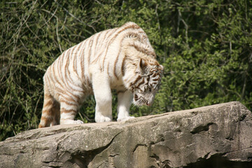 white tiger in a zoo in france 