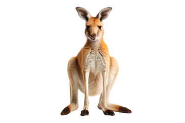 Foto op Plexiglas Small Kangaroo Standing on Hind Legs. A small kangaroo standing upright on its hind legs in a grassy field. © SIBGHA