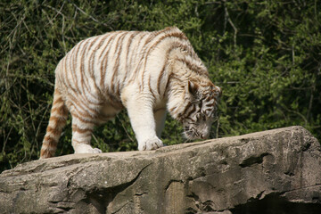 white tiger in a zoo in france 