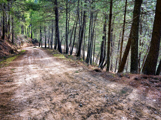 Camino entre los pinos