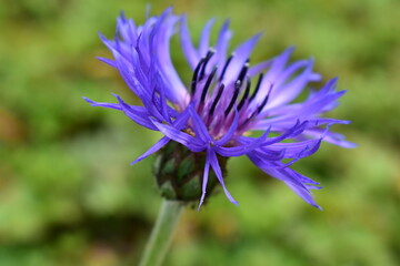 Nahaufnahme Kornblume