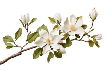 Branch With White Flowers and Green Leaves. A branch adorned with delicate white flowers and vibrant green leaves.