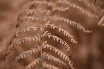 Nahaufnahme Farnblatt im Herbst