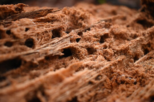 Nahaufnahme morsches Holz