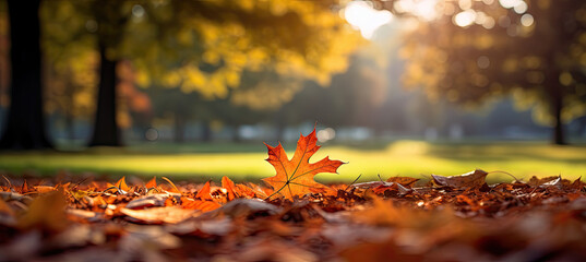 A Serene Autumn leaves day in the Park: Warm Weather Bliss