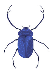 Rosalia batesi longhorn black-blue bug icon. Exotic beetle with long antennae and legs. Rosalia alpina entomology unusual insect illustration