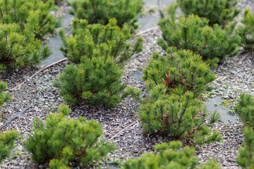 Mountain pine (Pinus mugo) seedlings . Plant irrigation system.. Wood chips on geotextile