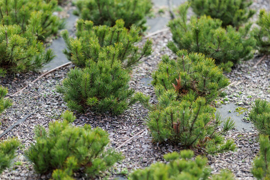 Mountain pine (Pinus mugo) seedlings . Plant irrigation system.. Wood chips on geotextile