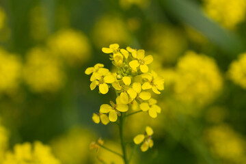 Barbarea arcuata or bittercress or herb barbara or wound rocket many yellow flowers background