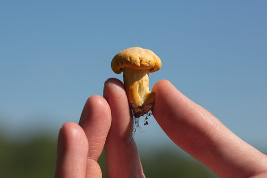 Fresh small Cantharellus mushroom in a man's hand close-up