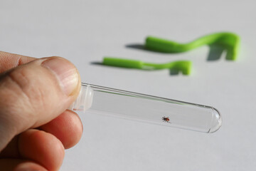 Hand with test tube, inside encephalitic tick, insect spreading infection, skin puller