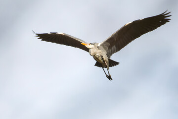 Graureiher im Flug