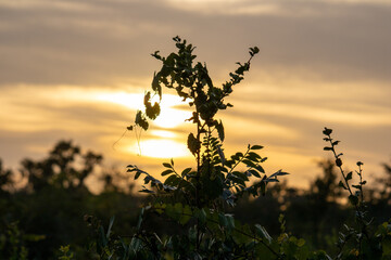 Wild muscadine vine against the sunset