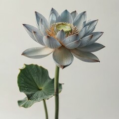 dahlia flower lotus flower on  white