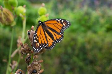 Monarch butterfly on green grass background, resting on canna lily in Tenerife