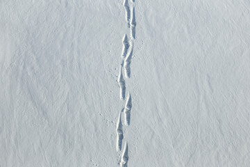 Traces of Winter, tracks in the snow