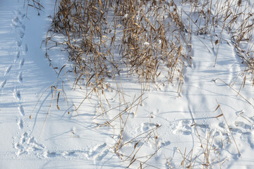 Traces of Winter, tracks in the snow
