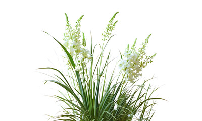 Bush of blooming ornamental grass isolated on white background, Vector of green grass or shrub, meadow for spring, png
