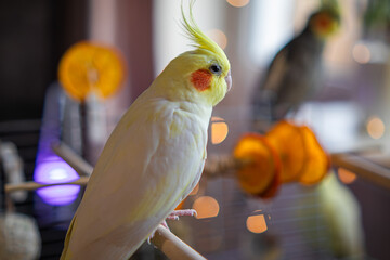 Beautiful photo of a bird. Ornithology.Funny parrot.Cockatiel parrot.
Home pet yellow...