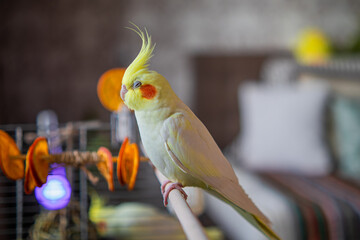 Beautiful photo of a bird. Ornithology.Funny parrot.Cockatiel parrot.
Home pet yellow...