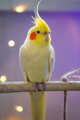 Beautiful photo of a bird. Ornithology.Funny parrot.Cockatiel parrot.
Home pet yellow bird.Beautiful feathers.Love for animals.Cute cockatiel.Home pet parrot.A bird with a crest.Natural color.
memes.