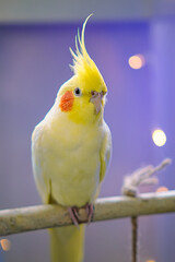 Beautiful photo of a bird. Ornithology.Funny parrot.Cockatiel parrot.
Home pet yellow bird.Beautiful feathers.Love for animals.Cute cockatiel.Home pet parrot.A bird with a crest.Natural color.
memes.