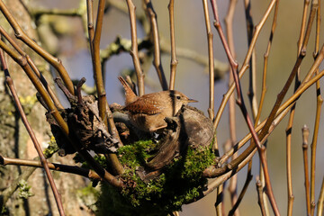 Troglodyte mignon (Troglodytes troglodytes)
Troglodytes troglodytes in its natural element
