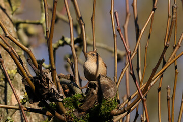 Troglodyte mignon (Troglodytes troglodytes)
Troglodytes troglodytes in its natural element