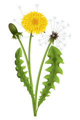 Fototapeta premium Dandelion. Realistic yellow flower with leaf. Summer natural season element, beautiful grass. Vector icon illustration isolated on white background
