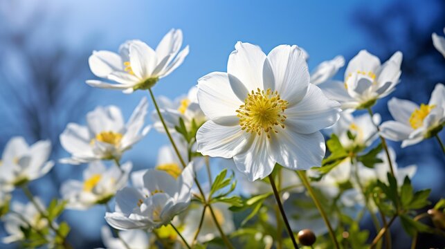 Detail with shallow focus of white anemone flower with yellow stamens and butterfly in nature macro on background of blue sky with beautiful bokeh. Delicate artistic image of beauty of nature