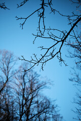 Bare tree branches in autumn or winter silhouetted against a clear blue sky
