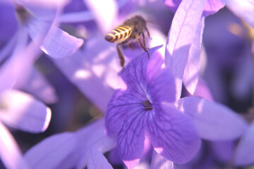 Beautiful closeup purple petal of Phuang Indigo, orchid flower with honey bee Bees fly in search of...