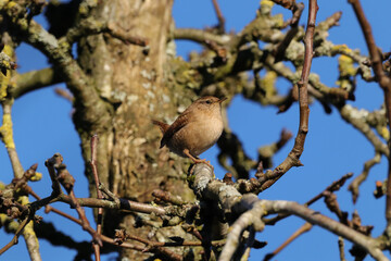Troglodyte mignon (Troglodytes troglodytes)
Troglodytes troglodytes in its natural element