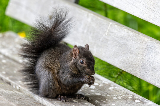 Close up of a Black Squirrel eating in Stanley Park, Vancouver, British Columbia, Canada.