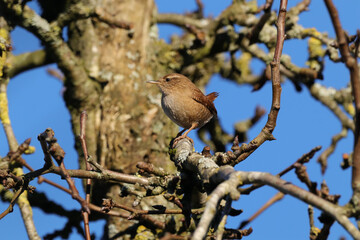 Troglodyte mignon (Troglodytes troglodytes)
Troglodytes troglodytes in its natural element