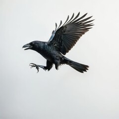 raven on a white background