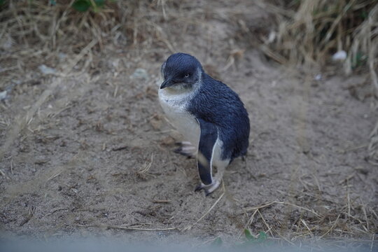 Penguins in Phillip Island Australia are flapping their wings.