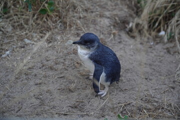 Penguins in Phillip Island Australia are flapping their wings.