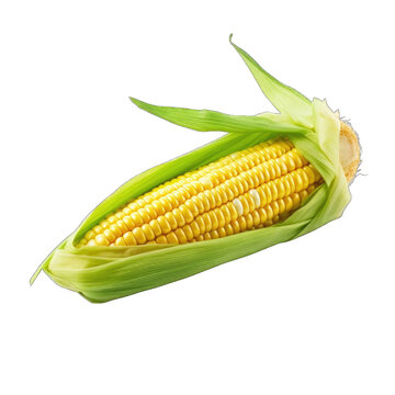 A fresh Corn png / transparent