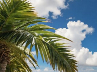 Fototapeta na wymiar Palm leaves against a bright blue sky with fluffy white clouds