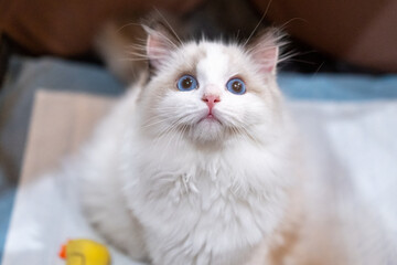 Cute, small Ragdoll cat. 4 months old. Standing on the floor and asking for attention