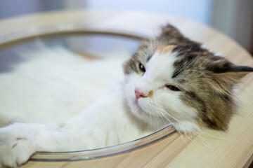 Close up of cute fluffy sleepy white cat in clear bowl on cat tree. Mixed breed cat between Maine Coon and Scottish Fold.