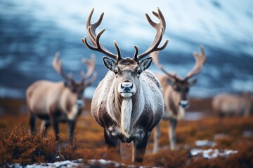Naklejka premium deer in the forest